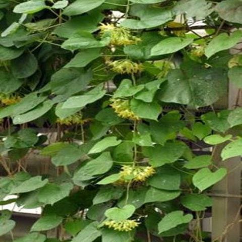 Anak Pokok Bunga Tongkeng | Tongkeng Jasmine Vine