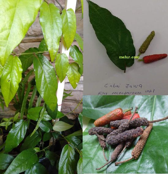 Anak Pokok Cabe Jawa (Cabai Jawa)