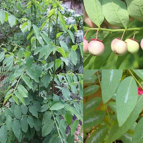 Anak Pokok Cekur Manis |Pucuk Manis |Asin|Asin