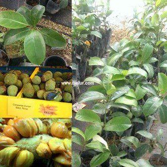 Anak Pokok Cempedak Durian