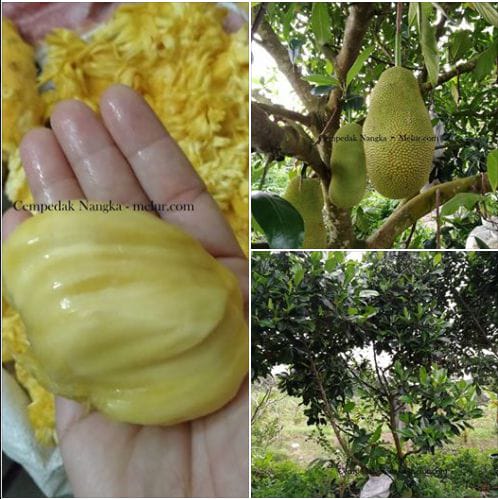 Anak Pokok Cempedak Nangka
