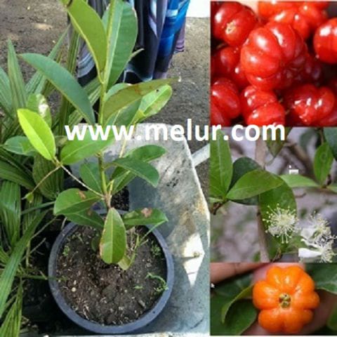 Anak Pokok Cermai Merah |Ceri Surinam
