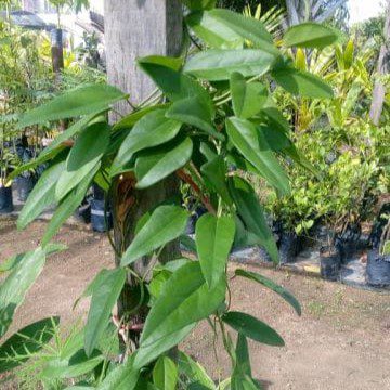 Anak Pokok Cincau Hijau Melilit |Tiliacora Triandra