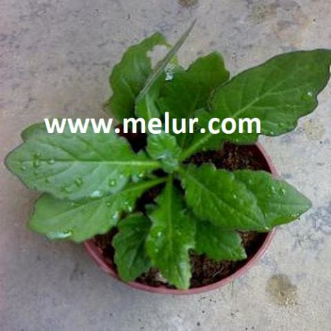 Anak Pokok Daun Dewa