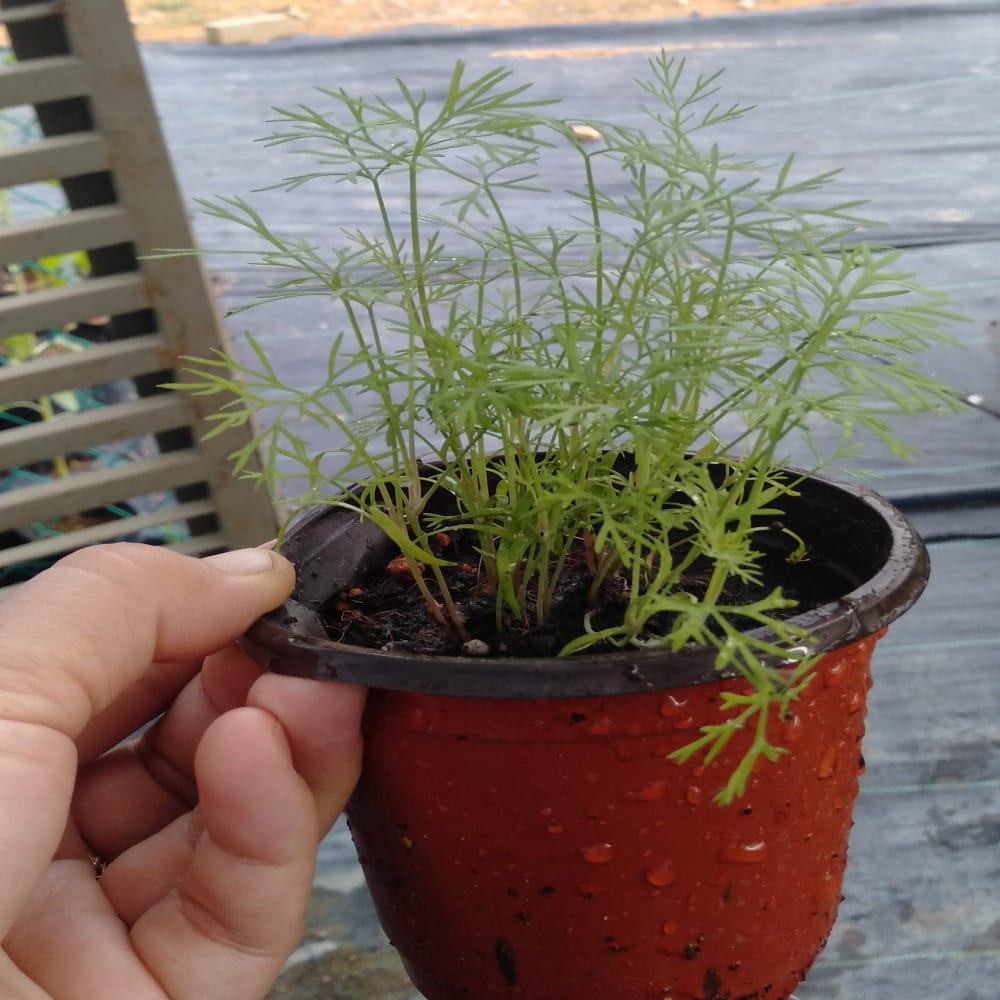 Anak Pokok Dill | Dill Sapling (S)