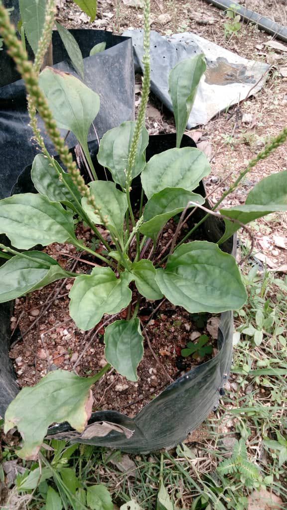 Anak Pokok Ekor Anjing (Plantago Major)