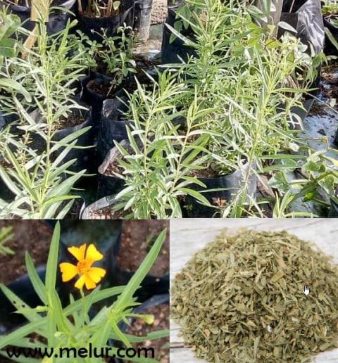 Anak Pokok French Tarragon |English Herbs