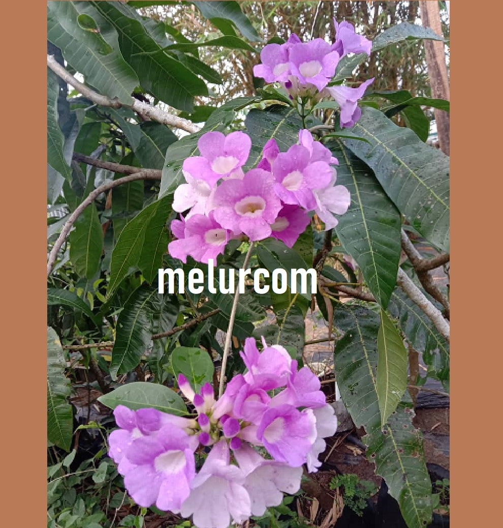 Anak Pokok Garlic Vine (Bunga Bawang Putih)