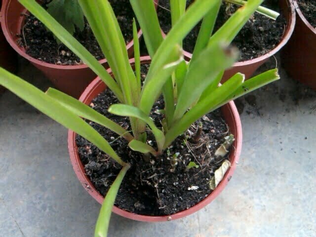 Anak Pokok Harum Sundal Malam (Selapis)