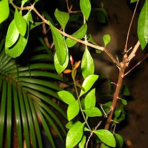 Anak Pokok Inai (Bunga Putih) | Henna Live Plant