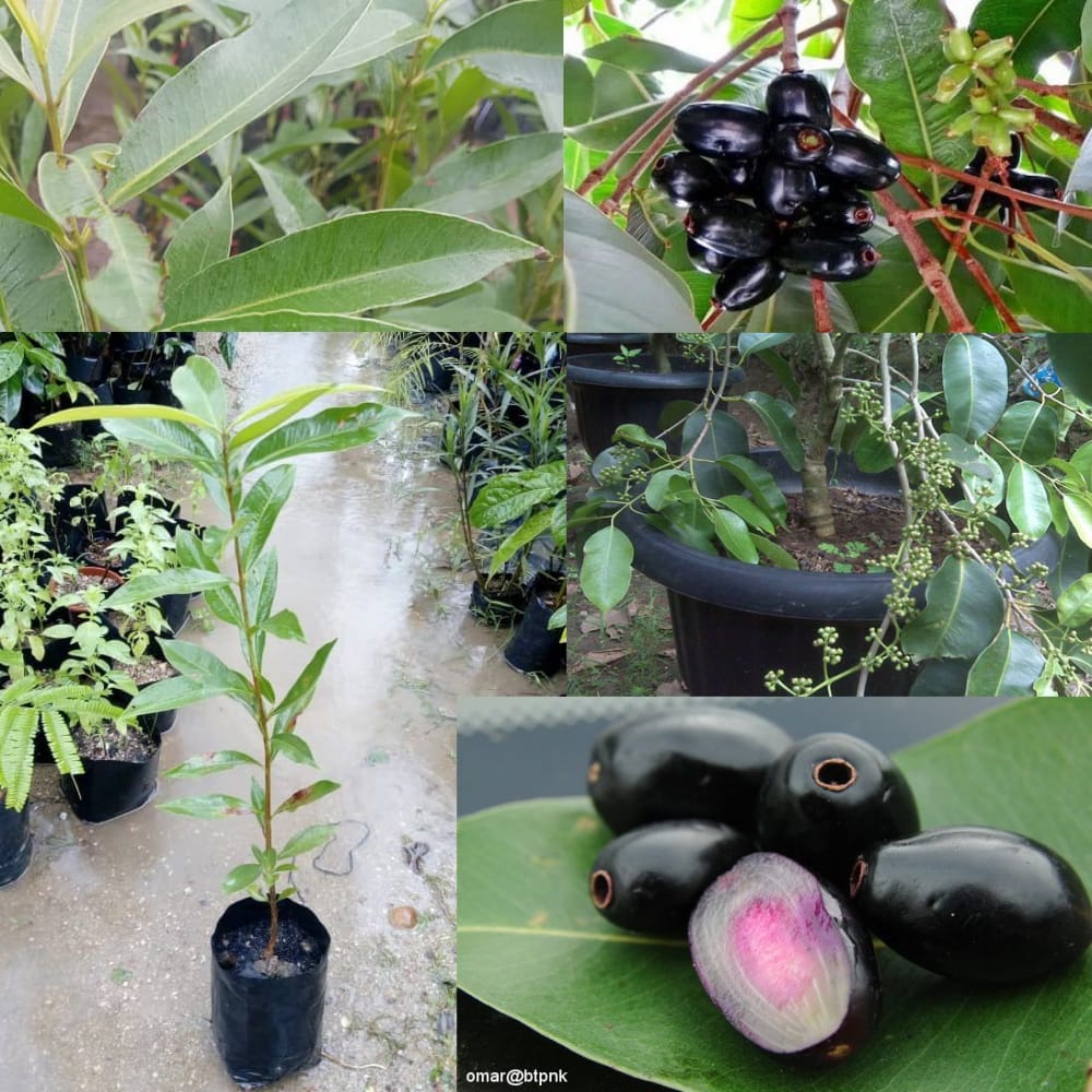 Anak Pokok Jambu Arang (Keriang  Dot)