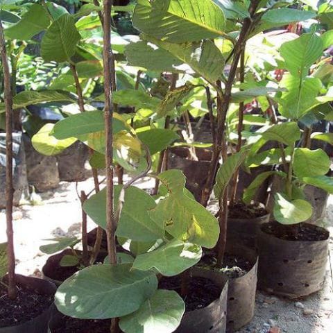 Anak Pokok Jambu Batu (Seedless)
