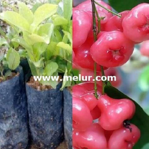 Anak Pokok Jambu Bertih Merah