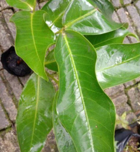 Anak Pokok Jambu Madu Hijau