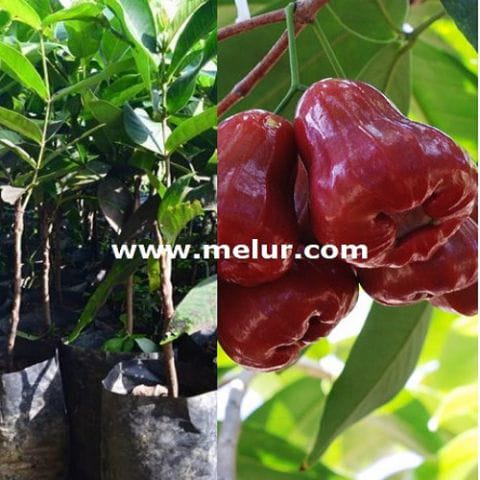 Anak Pokok Jambu Madu Merah
