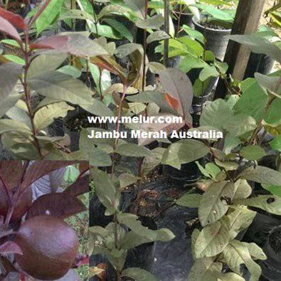Anak Pokok Jambu Merah Australia | Jambu Ungu