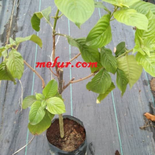 Anak Pokok Janda Kaya Merah Darah (Red Blood  Mussaenda)