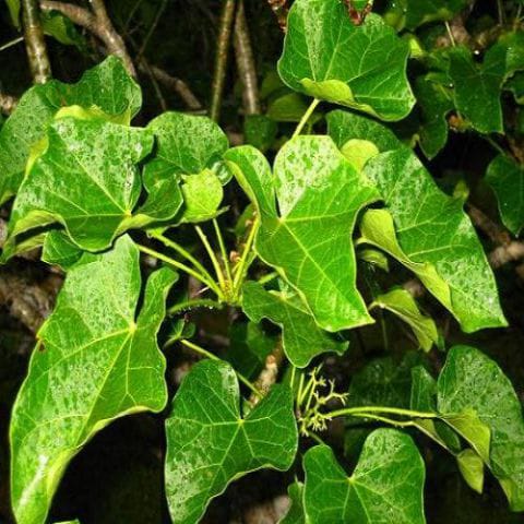 Anak Pokok  Jarak Pagar