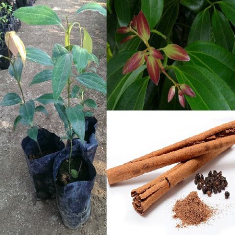 Anak Pokok Kayu Manis Ceylon