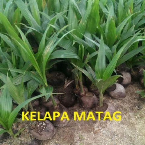 Anak Pokok Kelapa Matag Hijau