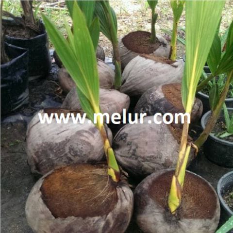 Anak Pokok Kelapa Matag Kuning