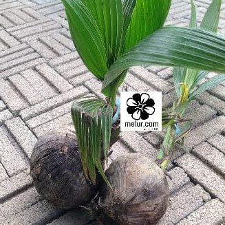 Anak Pokok Kelapa Pandan (Johor)