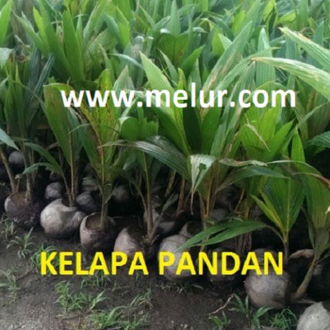 Anak Pokok Kelapa Pandan Thailand