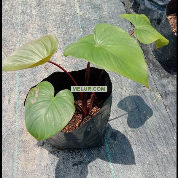 Anak Pokok Kemoyang Emas