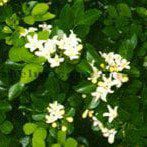 Anak Pokok Kemuning |Orrange Jessamine | Murraya Paniculata Plant Sapling