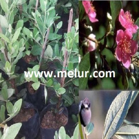 Anak Pokok Kemunting (Besar)