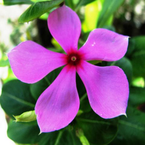 Anak Pokok Kemunting Cina Pink | Purple