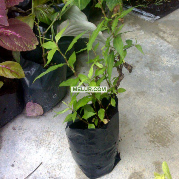 Anak Pokok Kesum (Polygonum Minus)