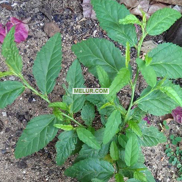 Anak Pokok Ketam Guri Betina | Sida Rombifolia Broad Leaf (Daun Lebar)