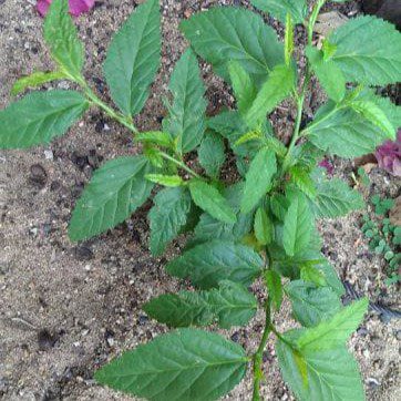 Anak Pokok Ketam Guri Jantan | Sida Rombifolia Narrow Leaf