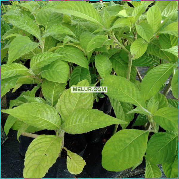 Anak Pokok Ketum Ayam | Madre De Agua Plant Sapling