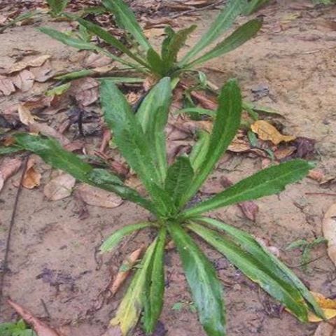 Anak Pokok Ketumbar Jawa | Long Coriander | Culantro