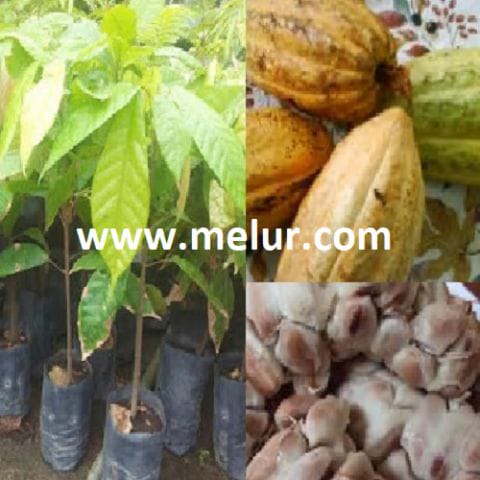 Anak Pokok Koko | Cocoa (Cholcolate) Plant Sapling