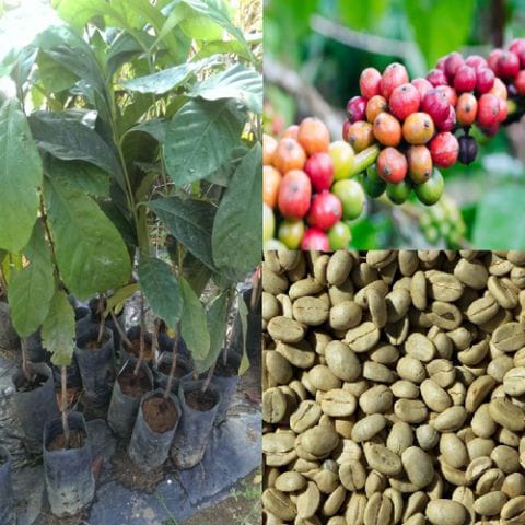 Anak Pokok Kopi (Liberica)