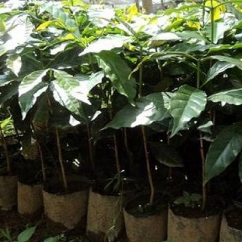 Anak Pokok Kopi (Robusta)