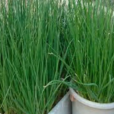 Anak Pokok Kucai | Chives Sapling