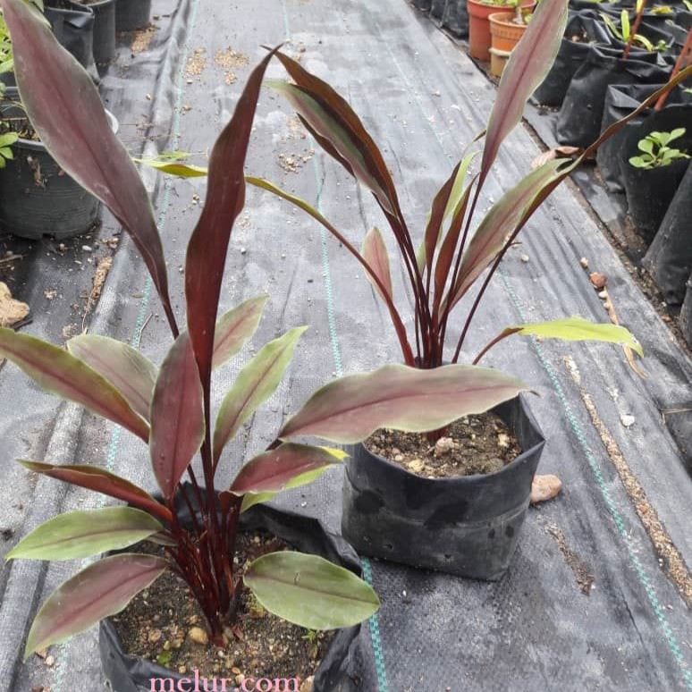 Anak Pokok Kunyit |Cekur Merah