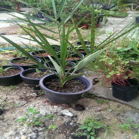 Anak Pokok Kurma Kl1