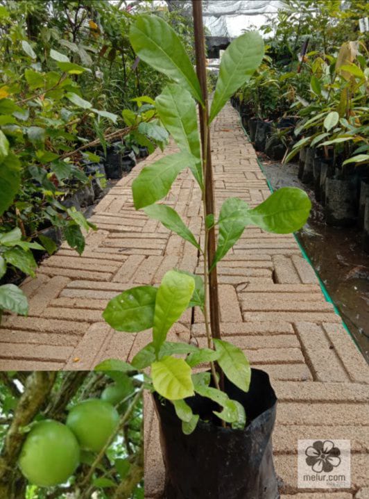 Anak Pokok Labu Kayu | Buah Maja