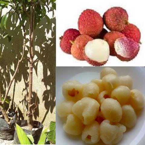 Anak Pokok Laici (Kahwin)