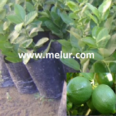 Anak Pokok Lemon (Kahwin)