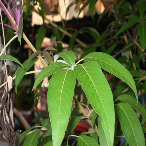 Anak Pokok Lemuni Hitam