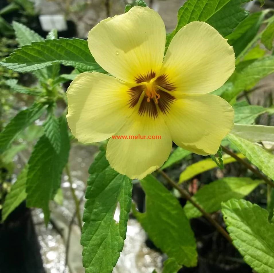Anak Pokok Lidah Kucing Bunga Putih | Turnera Subulata Sapling