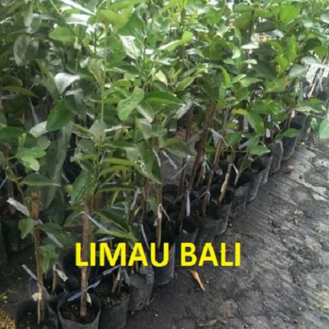 Anak Pokok Limau Bali (Kahwin)