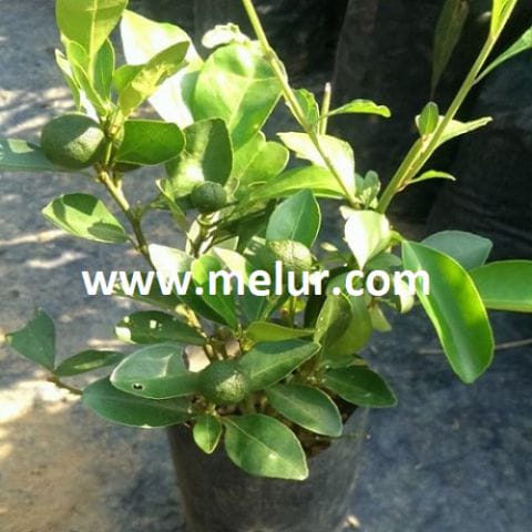 Anak Pokok Limau Kasturi