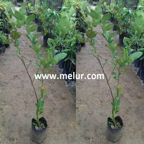 Anak Pokok Limau Kerbau